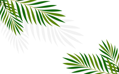 Summer tropical palm minimalist background flat. Exotic leaf shadow light eco wallpaper. Elegant air banner ad invitation wedding party business card travel agency cosmetics company paradise vacation