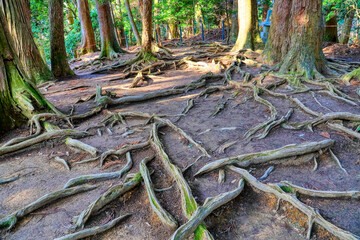 京都、鞍馬山の木の根道
