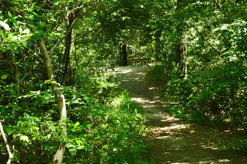 On a sunny day in early summer, the sun's rays pass through the leaves of the trees, creating a pattern of light and shadow on the ground.