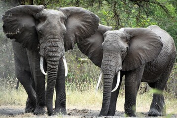 Elephant in trees