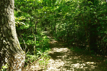 On a sunny day in early summer, the sun's rays pass through the leaves of the trees, creating a pattern of light and shadow on the ground.