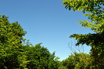 On a sunny day in early summer, look up at the clear sky.