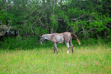 Staked roan horse grazing alongside road