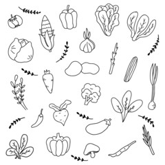 Hand drawn set of vegetable with outline style vector illustration