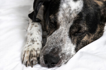 Cute dog sleeping on a bed