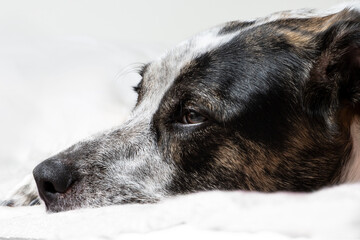 Beautiful close-up shot of a cute sad dog lying on a bed