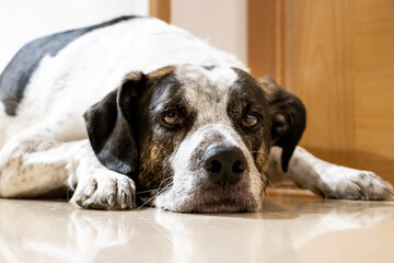 Cute dog laying down