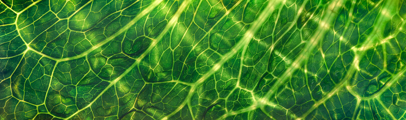 Backlit close up of the surface of a green leaf texture showing detailed veins. Nature or environmental background.