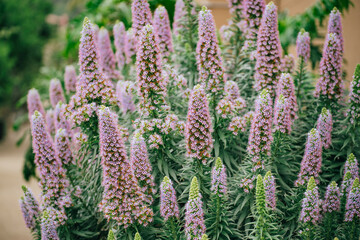 The Pride of Madeira, Echium candicans, beautiful tropical evergreen flowers