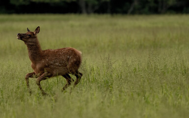 Naklejka na ściany i meble Young Elk With Spots Zooming Through Tall Grasses