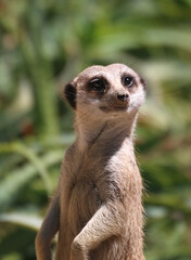 Portrait of a cute meerkat, carefully watching, guarding, close-up