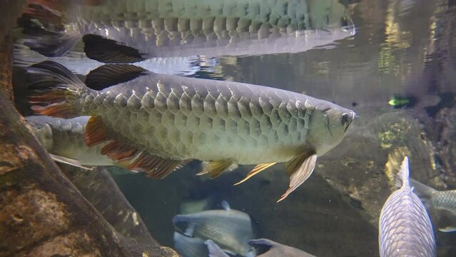 The swimming big gray fish in the Dubai Aquarium in UAE swimming under the big rocks