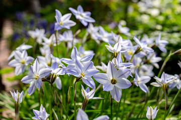 Hananira in the garden with many star-shaped flowers.