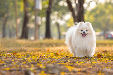 A white Japanese Spitz dog standing among yellow flowers 