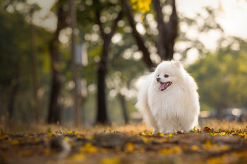 A white Japanese Spitz dog standing among yellow flowers 