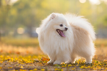 A white Japanese Spitz dog standing among yellow flowers 