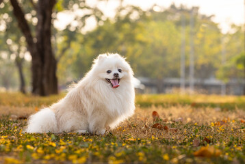 A white Japanese Spitz dog standing among yellow flowers 