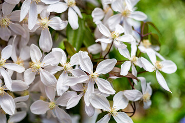 Beautiful white montana clematis apple blossom in the garden.