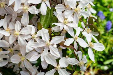 Beautiful white montana clematis apple blossom in the garden.
