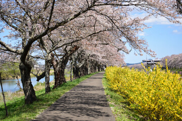 Naklejka premium 桜並木