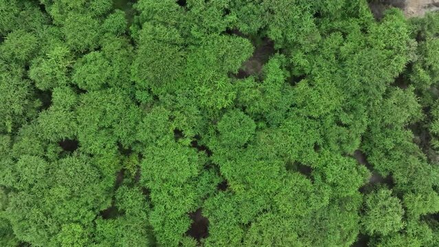 Dry forest of northern Peru with large carob tree (algarrobo) Top down shot from a drone
