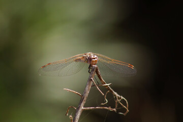 dragonfly on a branch