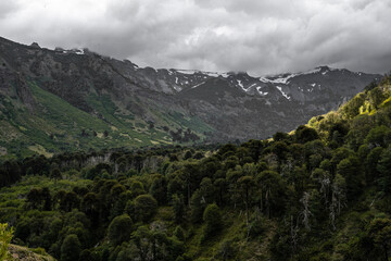 Fototapeta premium Araucaria forest under a snow-capped mountain range on a cloudy day, Chile