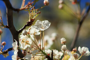 spring blossom on a tree
