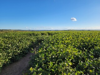 lavoura de soja