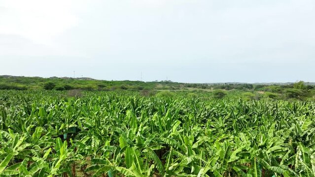 4K drone aerial shot of banana plantations located on a Tumbes, Per&uacute;.