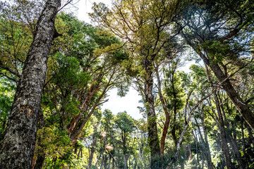 Fototapeta premium View from below of endemic trees in deciduous forest in southern Chile.