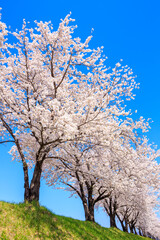 Obraz na płótnie Canvas cherry blossom in spring
