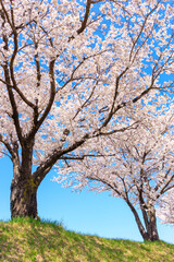 cherry blossom in spring