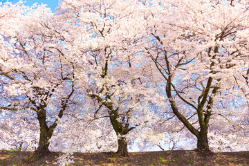 Fototapeta premium cherry blossom in spring