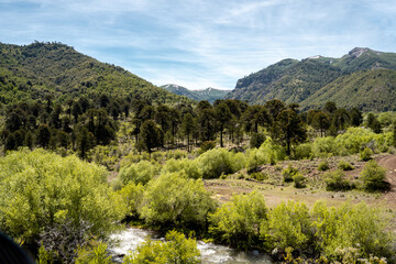 Beautiful green landscape with snow-capped mountains and monkey-puzzle trees on the banks of a river, Chile