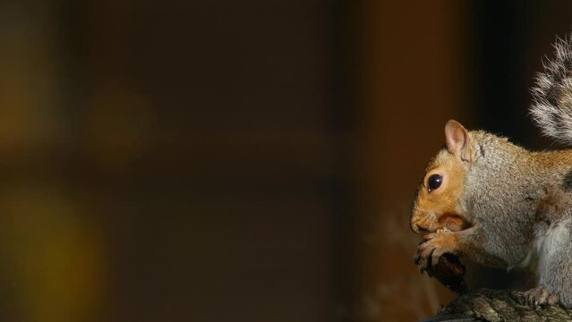 Squirrel eating a nut, framed right
