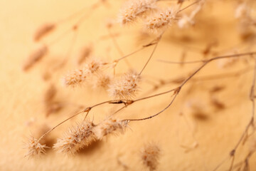 Beautiful dried spikelets on beige background, closeup