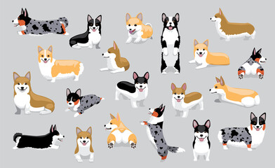 Dog Pembroke Welsh Corgi Various Coats Twenty Poses Cartoon Vector Illustration