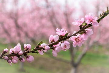 Blooming cherry tree on a blurred natural background. Selective focus.