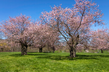 Fototapeta premium blooming cherry trees in the park, spring time