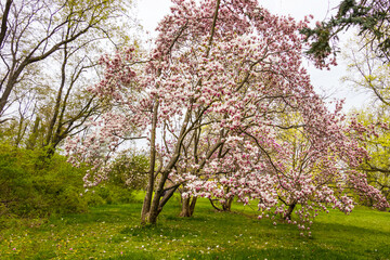 Fototapeta na wymiar Flowering magnolia trees covered with beautiful fresh pink flowers, spring time