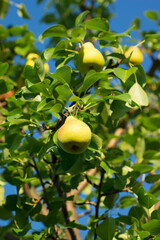 The common pear (lat. Pyrus communis), of the family Rosaceae. The Cultivar 