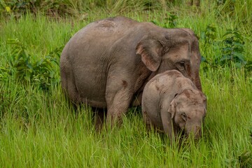 female Asian elephant gathered the crowd out to play in the soil