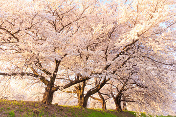 cherry blossom in spring