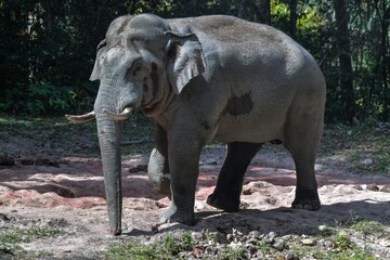 Naklejka premium Male Asian elephant gathered the crowd out to play in the soil