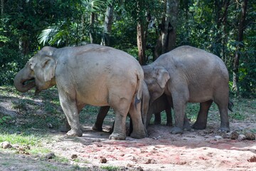 Naklejka premium female Asian elephant gathered the crowd out to play in the soil