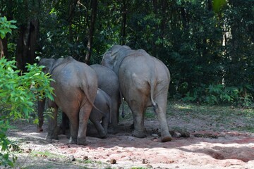 Fototapeta premium female Asian elephant gathered the crowd out to play in the soil