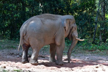 Fototapeta premium Male Asian elephant gathered the crowd out to play in the soil