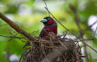 A couple of Black-and-Red broadbill (Cymbirhynchus macrorhynchos) perch on the same branch.