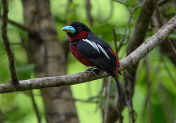 A couple of Black-and-Red broadbill (Cymbirhynchus macrorhynchos) perch on the same branch.